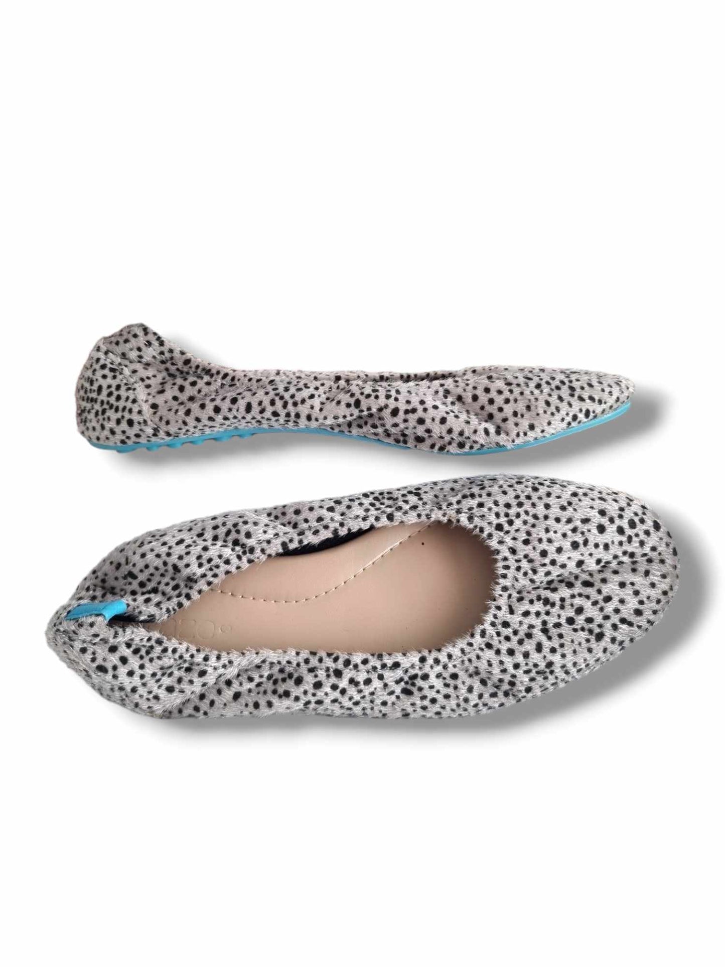 Leopard Gray Apollo